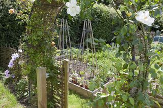 vegetable garden ideas - garden