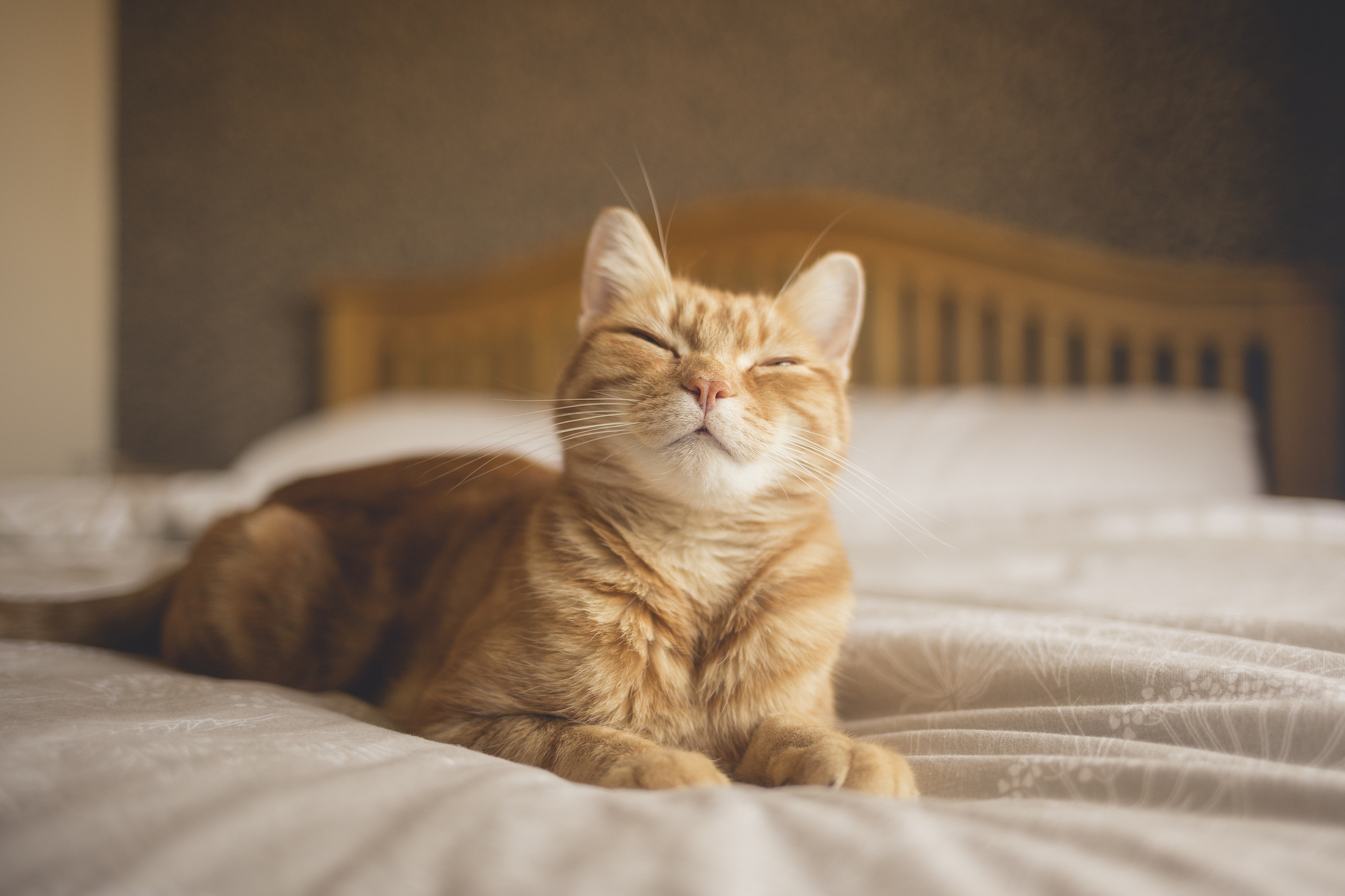 Ginger cat lying on a bed, looking happy.