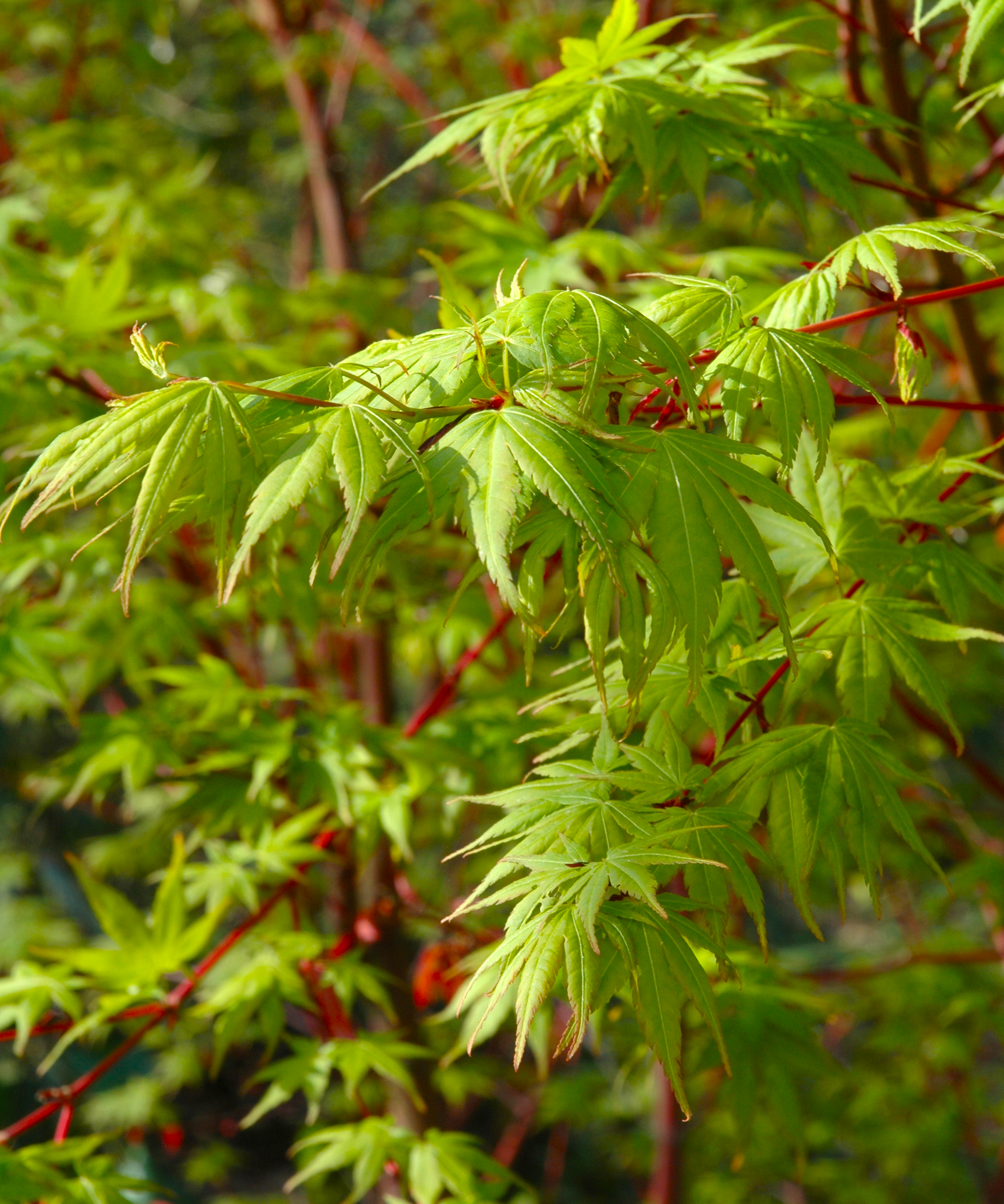 Sango Kaku Japanese maple tree