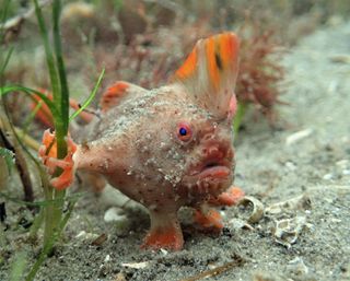 a red handfish gripping a plant with its orange hand looking at the camera.