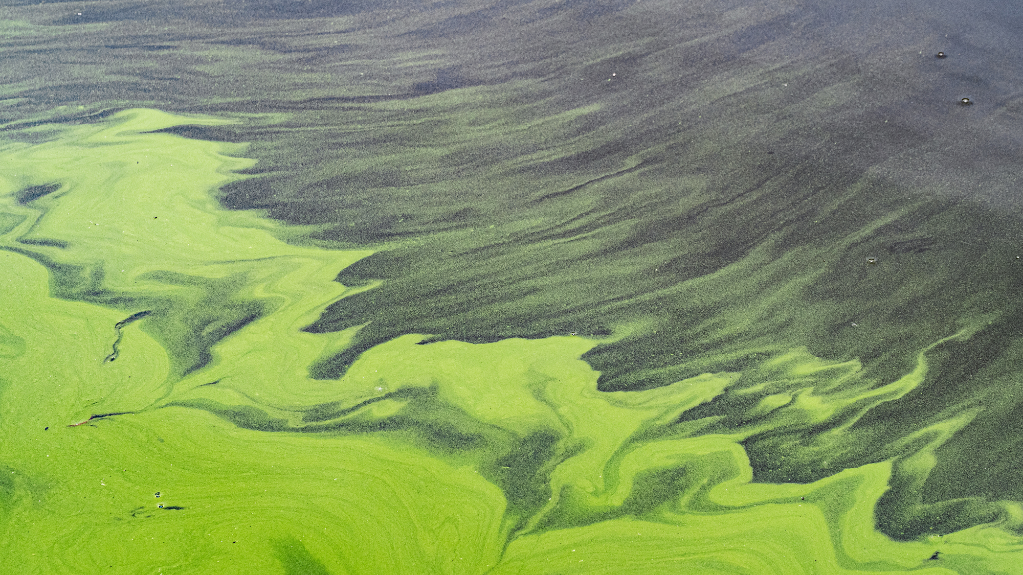 Blue-green algae 