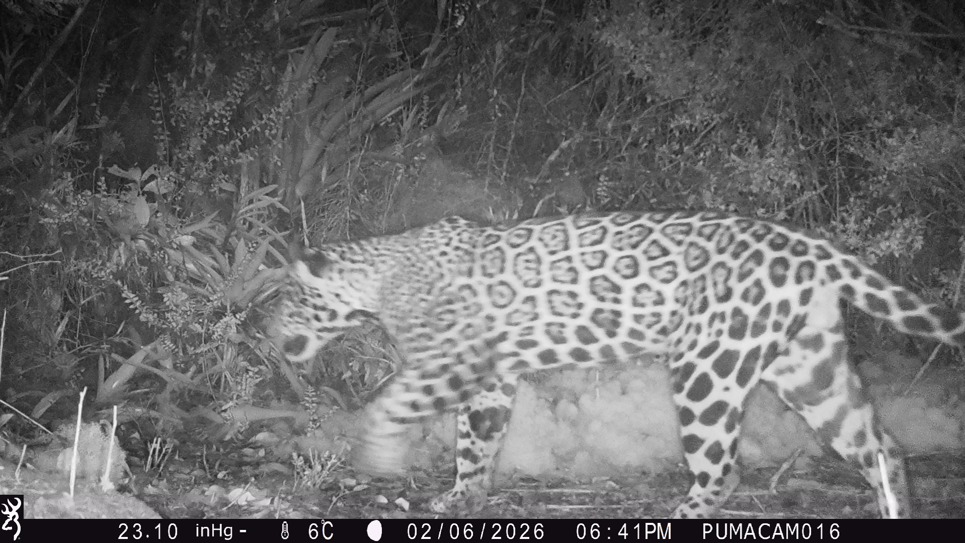 Black and white picture of wild jaguar.