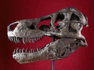 skull of sue the tyrannosaurus rex at the field museum