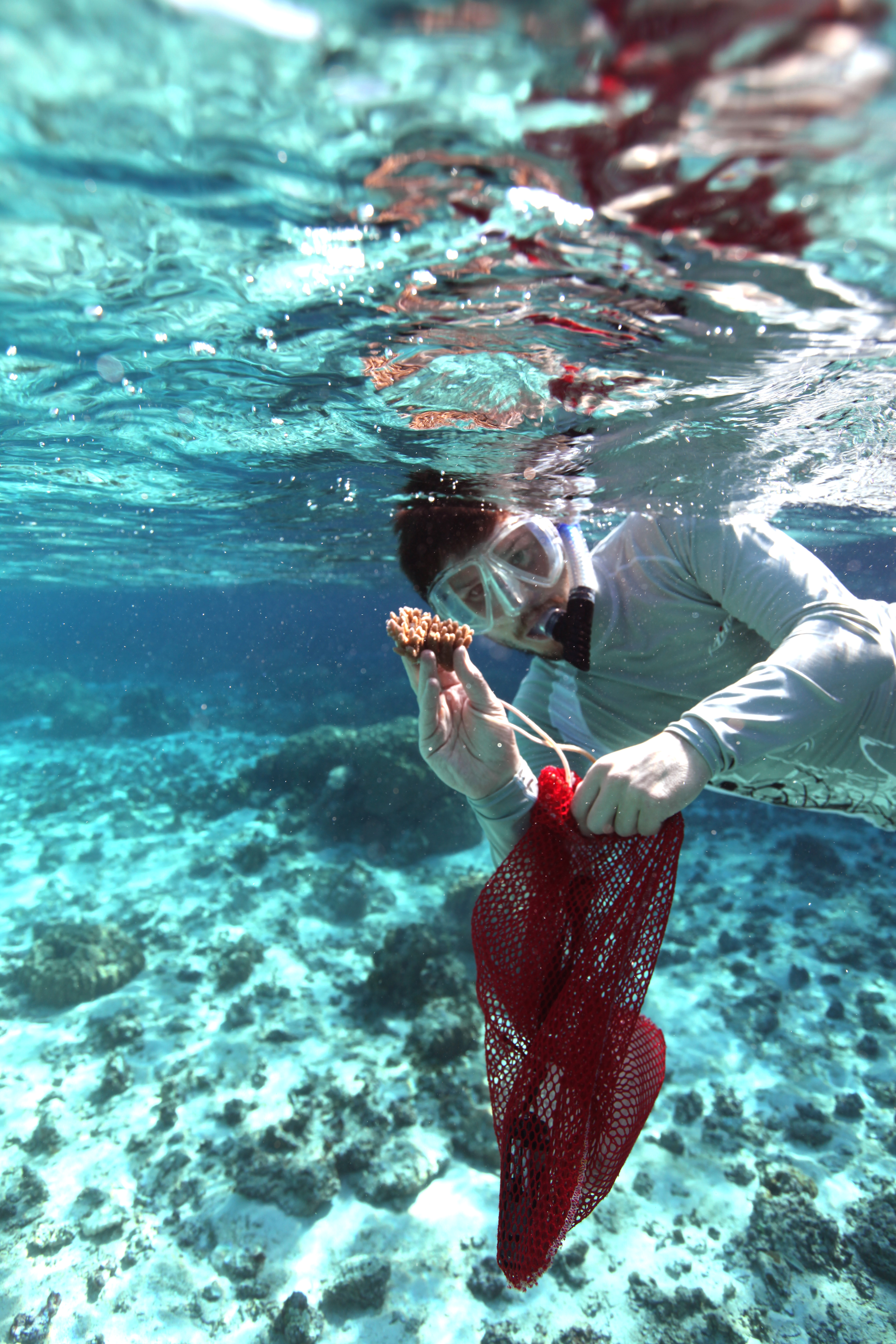 An image of corals