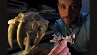 the recently named Diegoaelurus fossil held in front of the skull of a saber-toothed cat, which is much larger