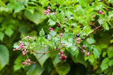 Colorful Berries On Peppervine Plant