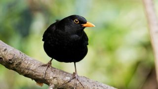 Blackbird on a branch