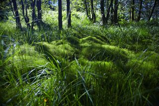 woodland walks