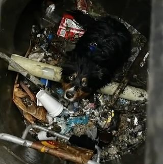 wet dog in drain access tube with Apple Airtag on collar