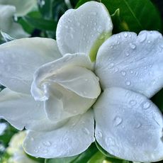 gardenia flowers covered in drops of water