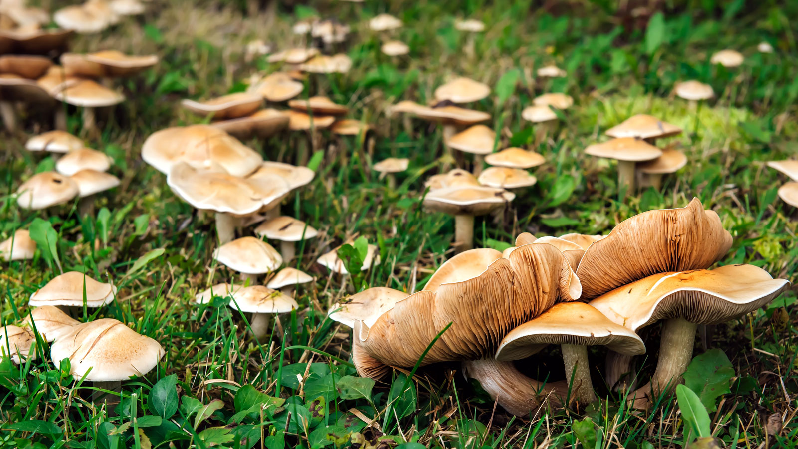 mushrooms growing on garden lawn