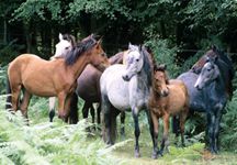 new-forest-ponies.jpg