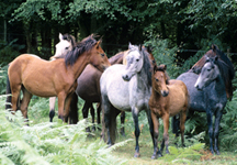 new-forest-ponies.jpg
