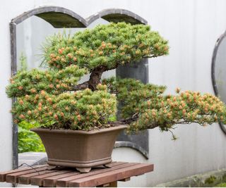 Bonsai tree