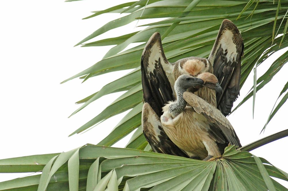 White-backed vulture beak