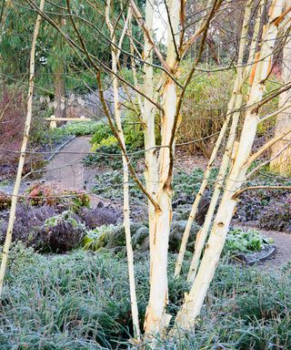 white stems of birch trees contrast with colorful plants in a winter garden