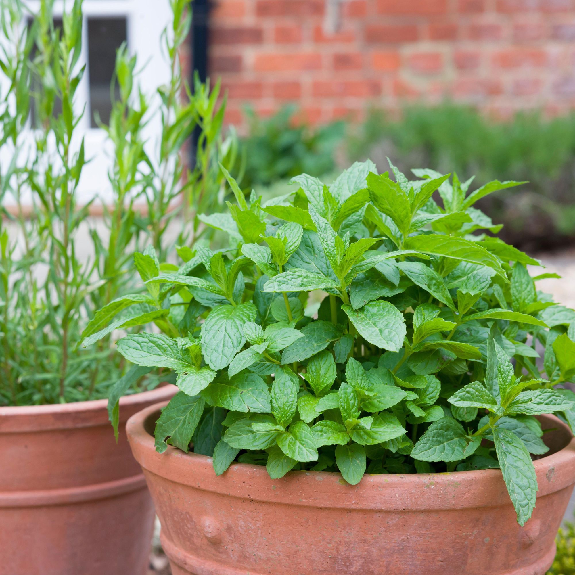 mint plant in terracotta pot