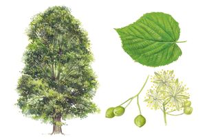 identifying british trees