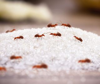 Red ants on sugar