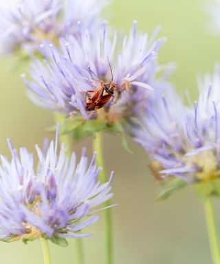 A tarnished plant bug on a purple flower bloom