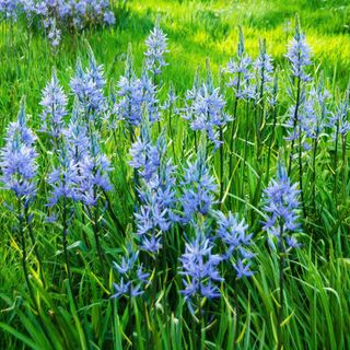 Massed Camassias in long grass in a country garden