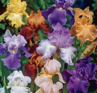 multi-colored bearded irises in bloom