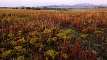 picture of Oklahoma prarrie land 