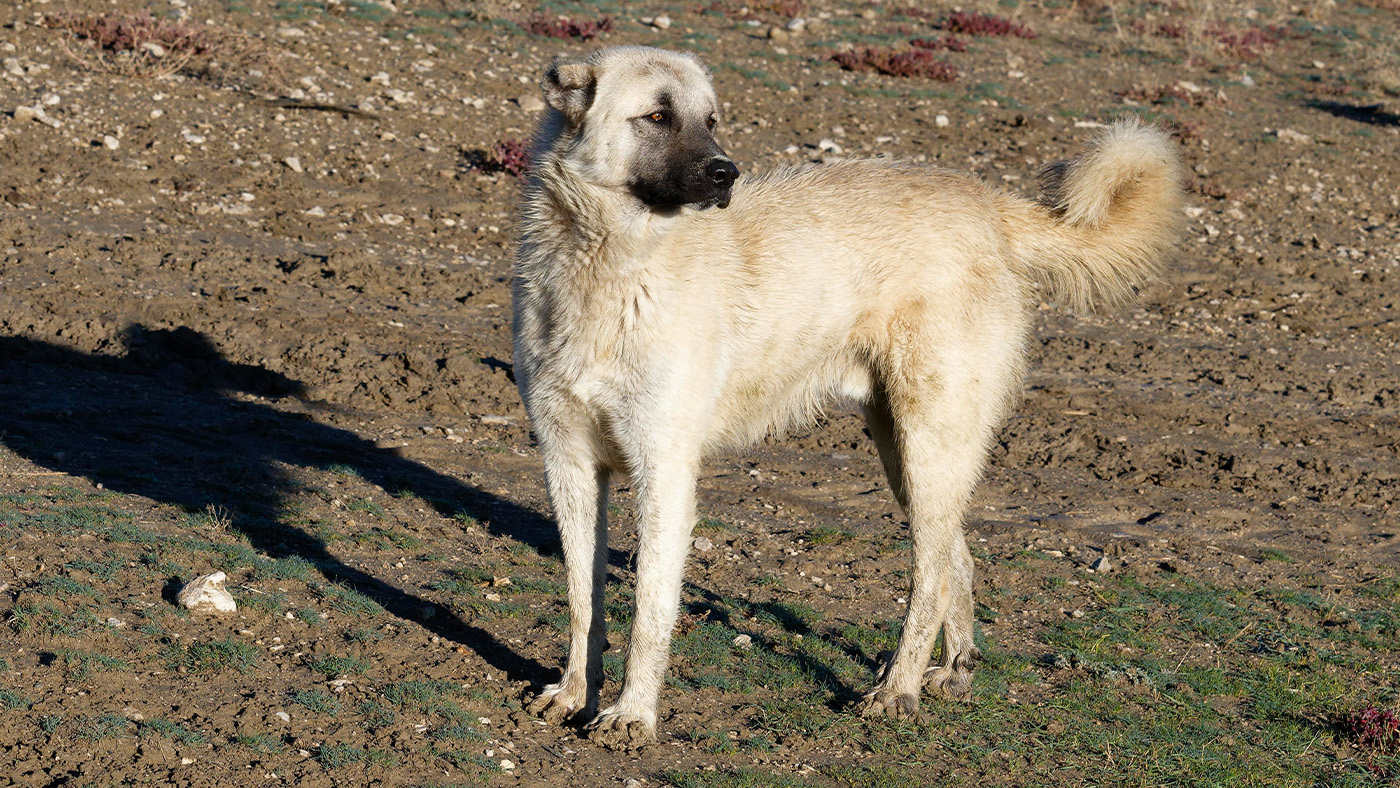 Anatolian Shepherd in rocky area