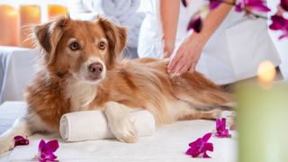 Dog being massaged, one of several inexpensive ways to pamper your dog