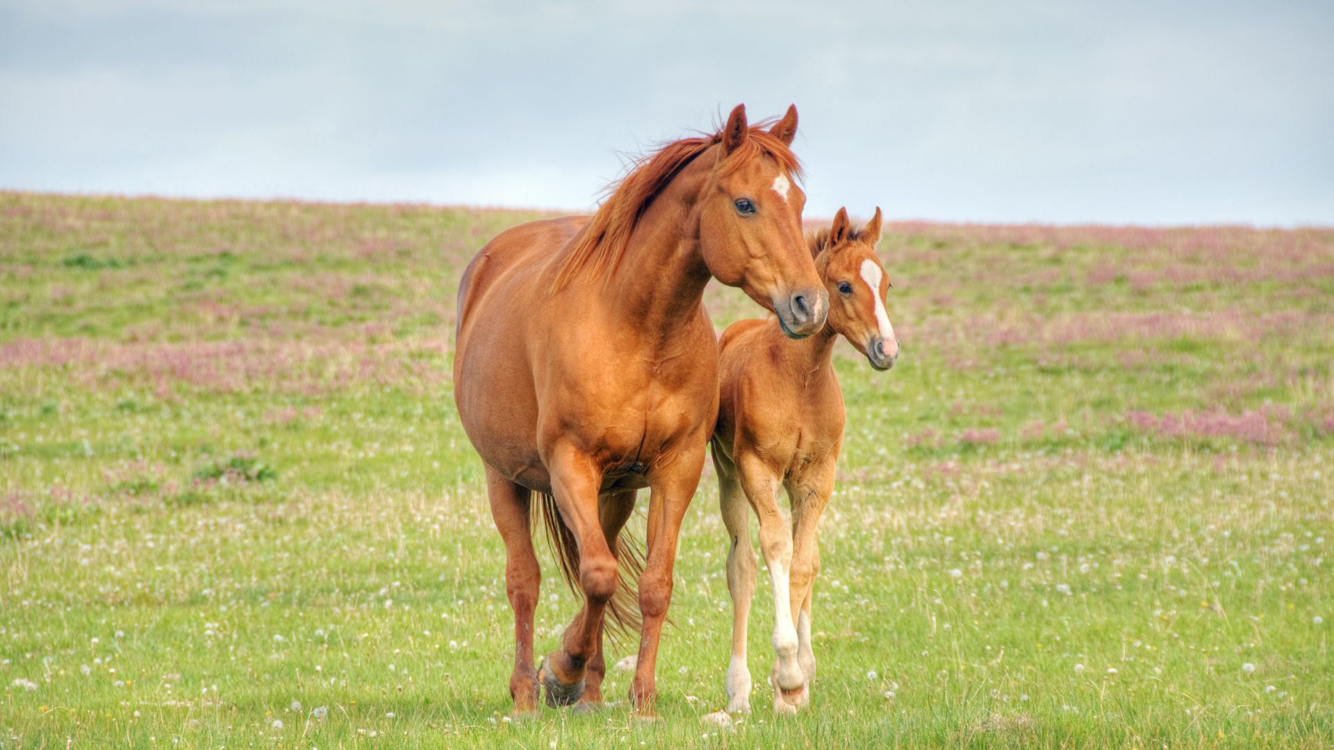 chestnut mare and foal walking over a meadow