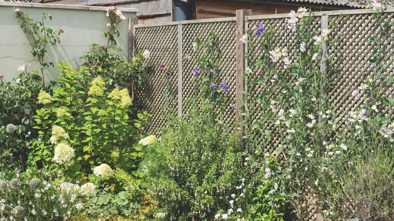 Sweet peas growing on trellis in garden behind hydrangeas and fuchsia plant