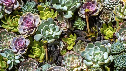 A selection of succulents