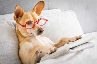 A dog wearing glasses reading the news in bed all tucked in. 