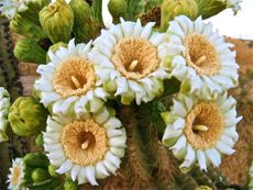 cactus, cacti, Sonoran Desert flowers