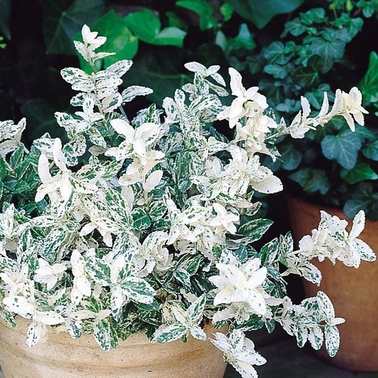 Euonymous Fortunei Harlequin - Euonymus