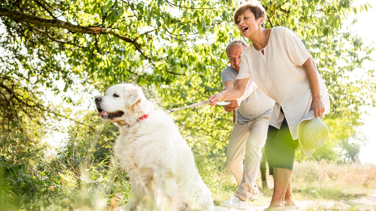 Senior couple walking dog