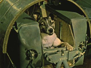 Laika, a mixed-breed dog, became the first living being in orbit when the Soviet Union launched her on the Sputnik 2 mission on Nov. 3, 1957.