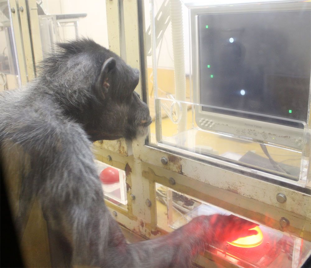 chimp playing a video game