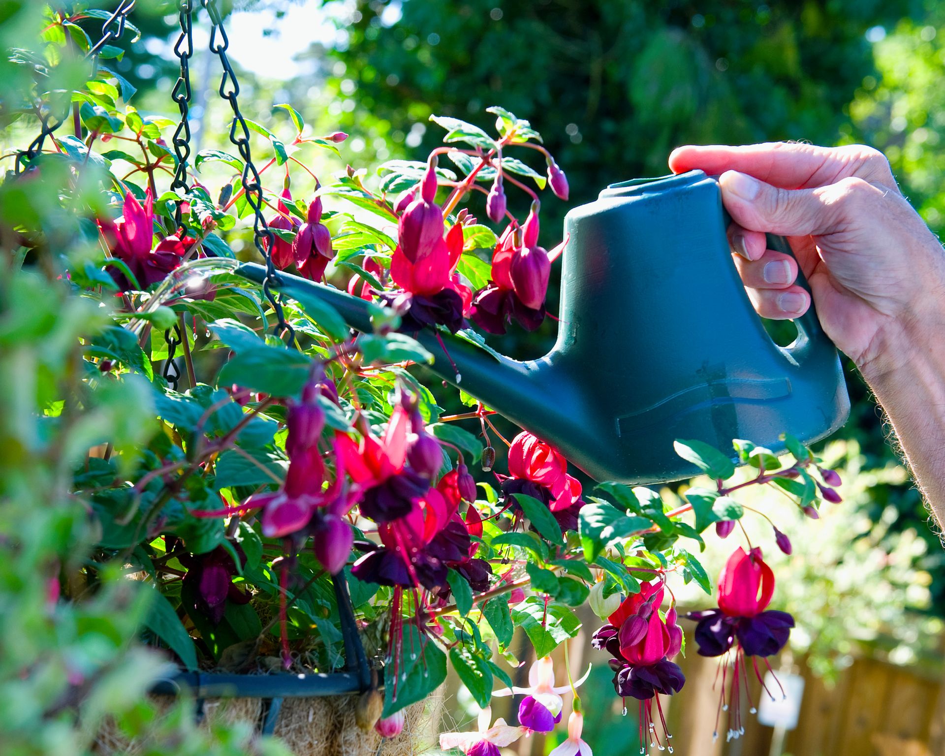 man's hand using watering can to water fuchsia hanging basket
