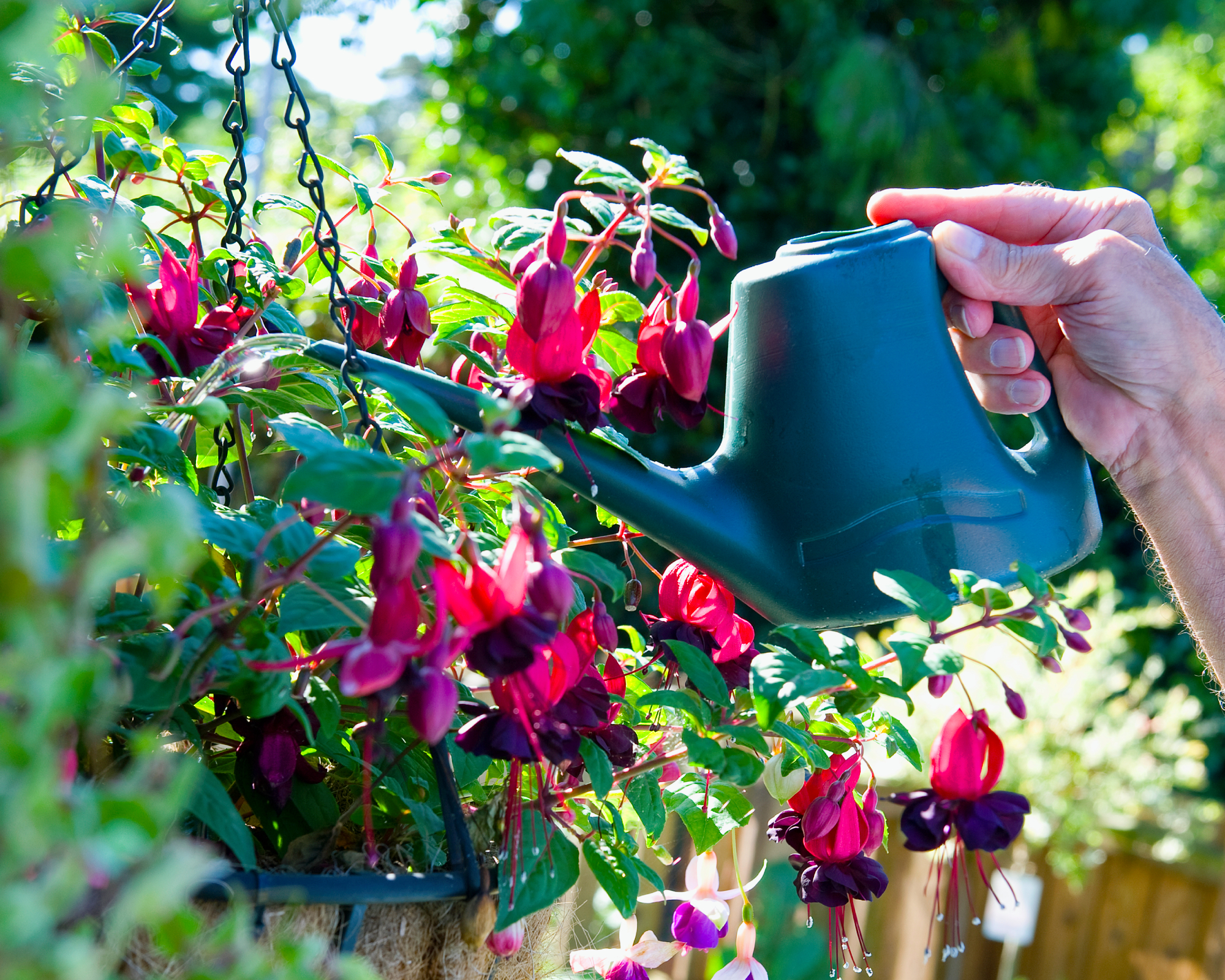 man's hand using watering can to water fuchsia hanging basket