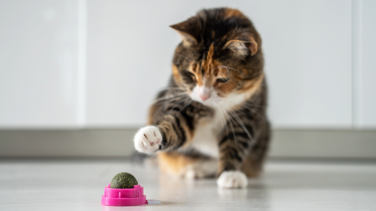 Cat tapping a ball of catnip ton the floor