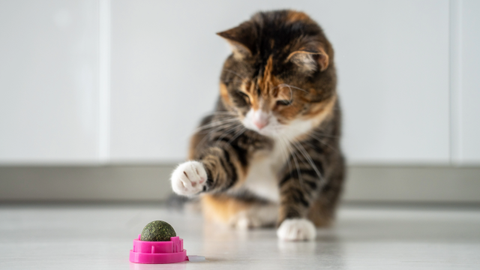Can kittens have catnip? A vet shares her thoughts PetsRadar