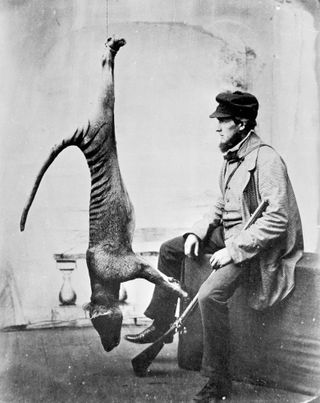 A black-and-white photo of a dead thylacine hanging upside-down by its feet. Next to it sits a man with a gun.