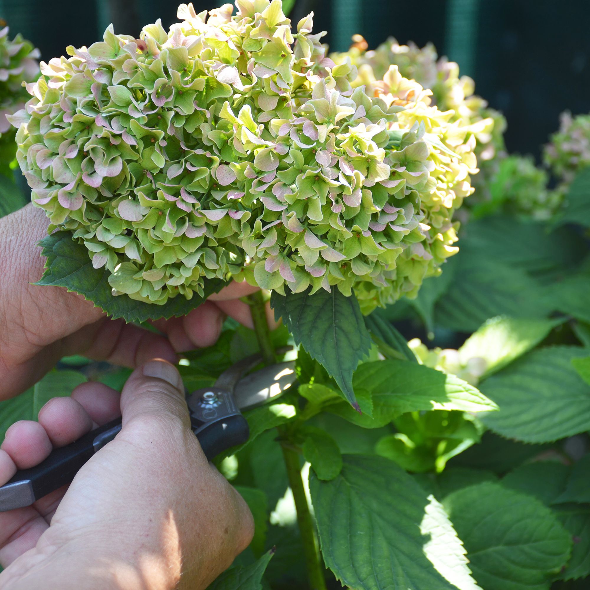 pruning hydrangeas