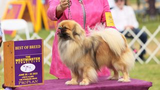 Tibetan Spaniel at Westminster Dog Show 2022 wins Best of Breed in Toy category