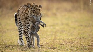 A female leopard caught a baboon whose baby is still clinging to it.