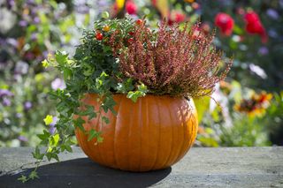 Pumpkin planter with seasonal plants