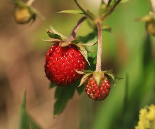 Small Strawberries hanging from plant stem