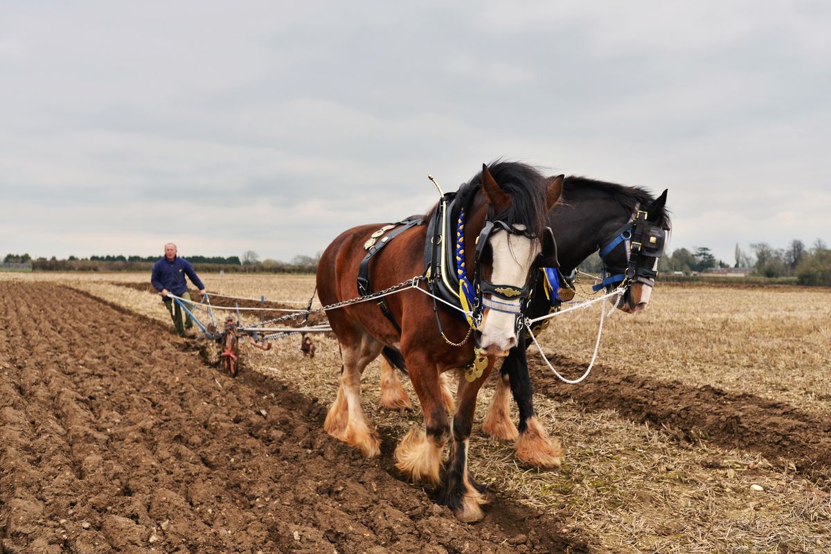 Why do horses wear shoes PetsRadar