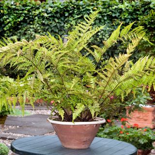 Large Japanese "shield fern "grown in an old terracotta pot